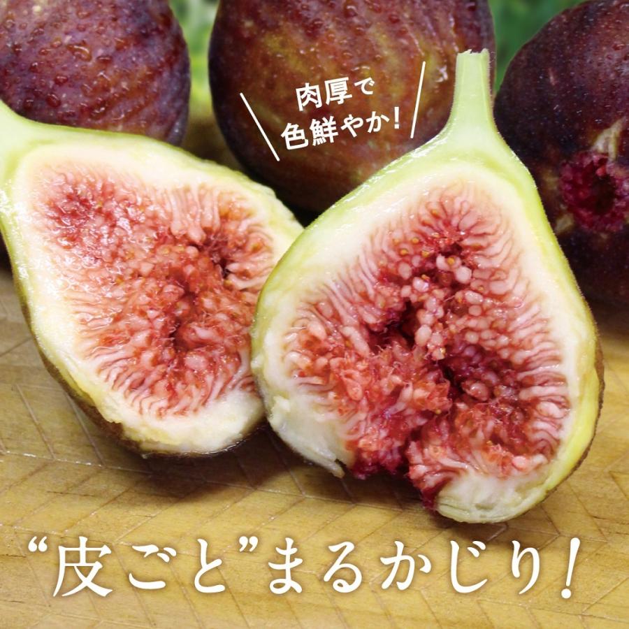 【予約用】クール便元払い　地域限定●福岡県産いちじく8品種セット（品種名なし） いちじく とよみつひめ 生 福岡 博多 2箱セット 1箱あたり約800〜900g