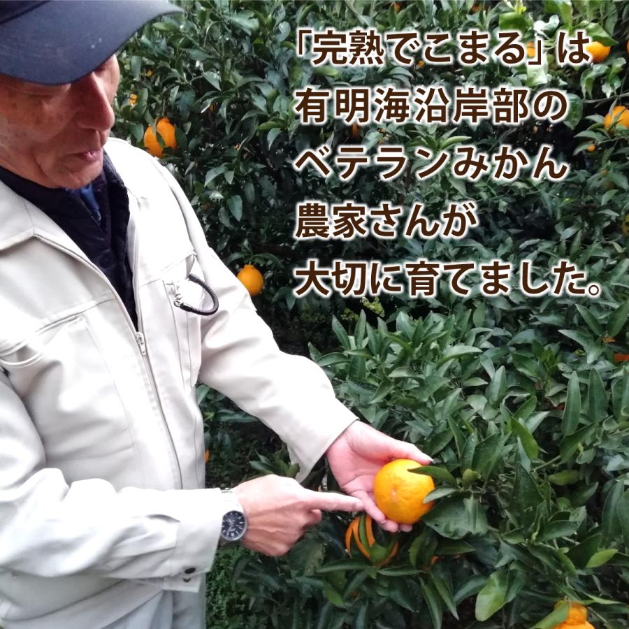まるかじり九州 不知火 熊本 佐賀 送料無料 完熟でこまる 2箱セット 1