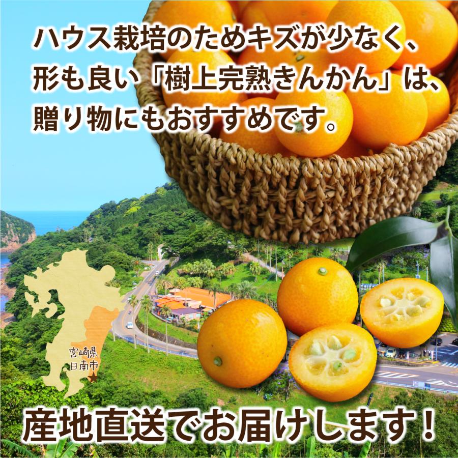 まるかじり九州 きんかん 金柑 宮崎 送料無料 2箱セット 1箱あたり2L