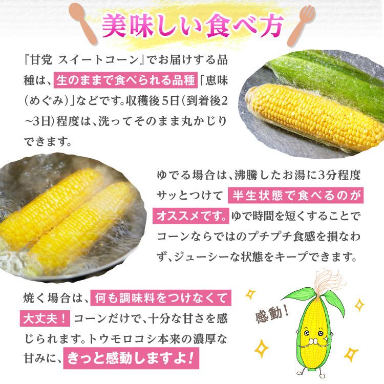 とうもろこし スイートコーン 大分 卯野農場 2箱セット 1箱
