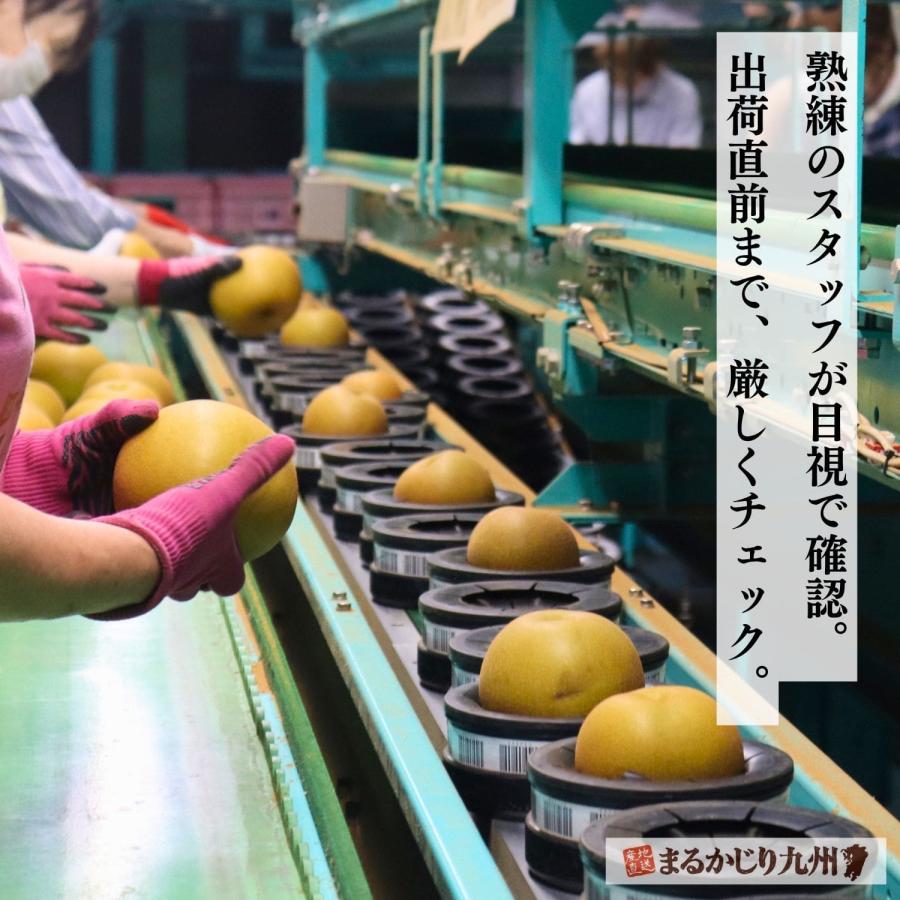 梨 あきづき 佐賀 伊万里梨 2箱仕かける 1箱あたり近所約2.5kg(5~8玉) 出どころ直送 赤梨 有りの実 甘梨 和梨 フルーツ 果物 差し上げる まるかじり九州