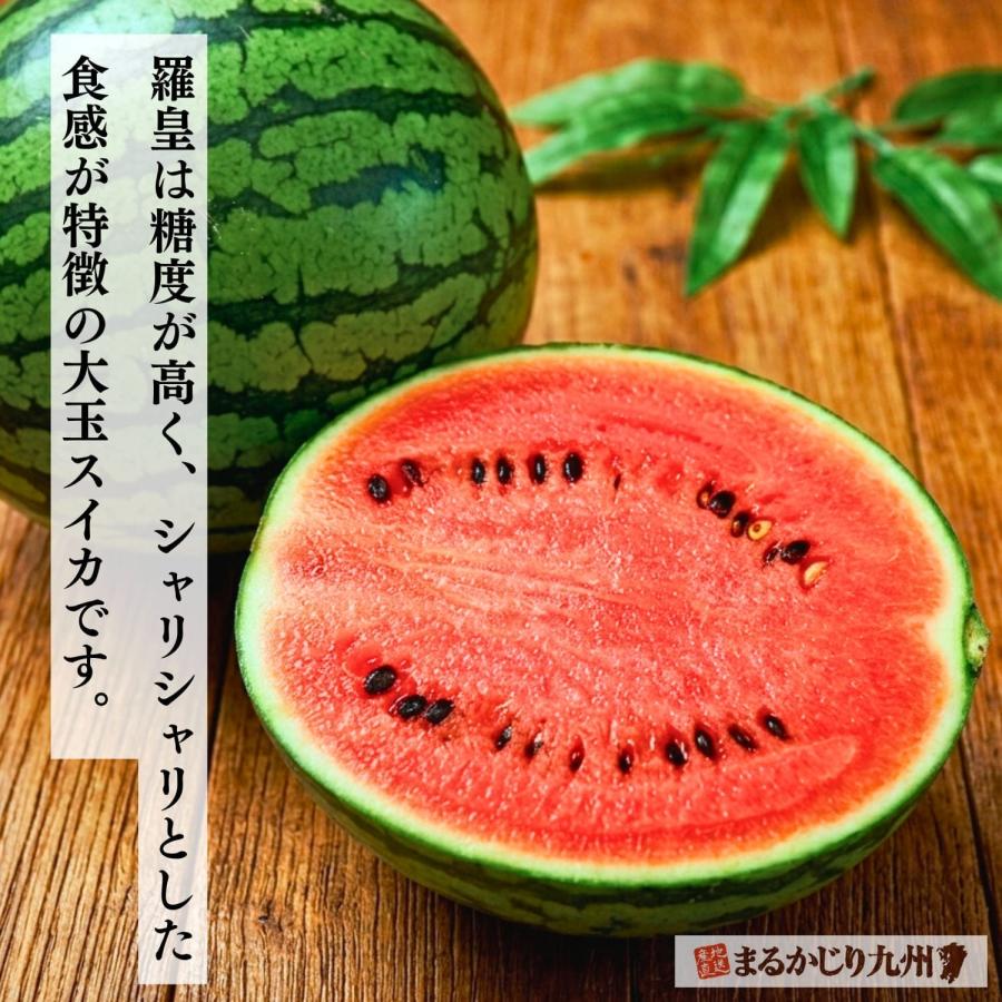 秋スイカ 羅皇 熊本 大玉 2玉セット 1玉あたり7〜8kg 2Lサイズ スイカ