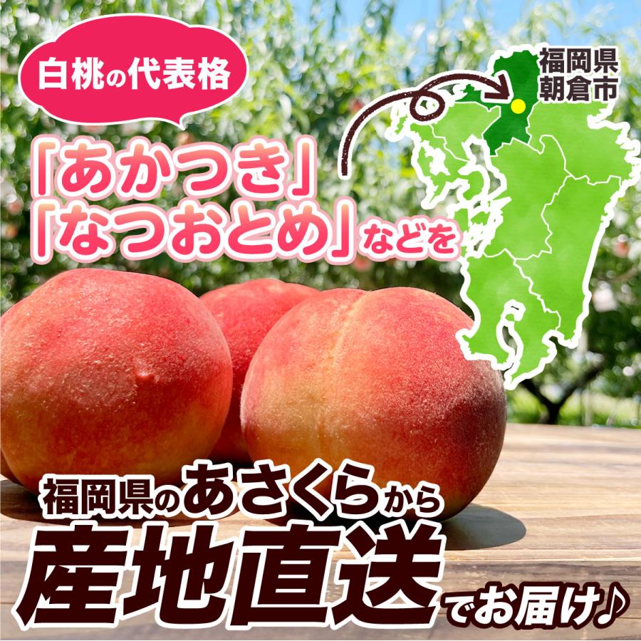 桃 福岡 白桃 送料無料 あさくらの桃 3箱 1箱あたり約1.5kg(5〜7玉) あかつき なつおとめ 九州 お取り寄せ 産地直送 果物 ご自宅用 まるかじり九州の画像
