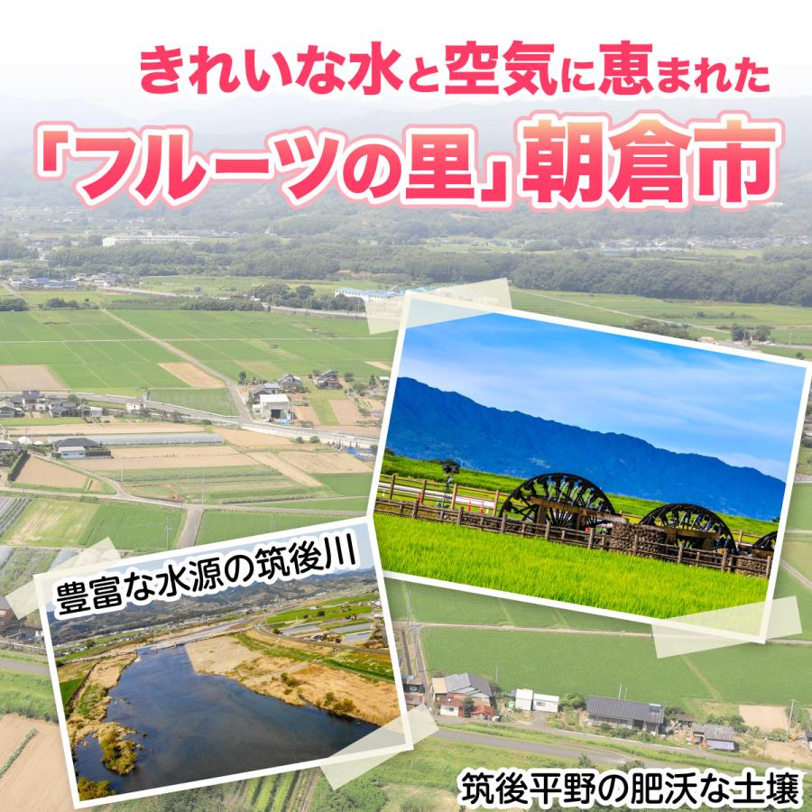 桃 福岡 白桃 送料無料 あさくらの桃 3箱 1箱あたり約1.5kg(5〜7玉) あかつき なつおとめ 九州 お取り寄せ 産地直送 果物 ご自宅用 まるかじり九州の画像