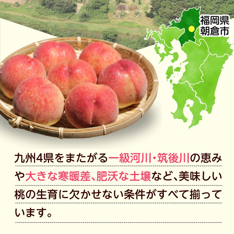桃 福岡 白桃 送料無料 あさくらの桃 3箱 1箱あたり約1.5kg(5〜7玉) あかつき なつおとめ 九州 お取り寄せ 産地直送 果物 ご自宅用 まるかじり九州の画像