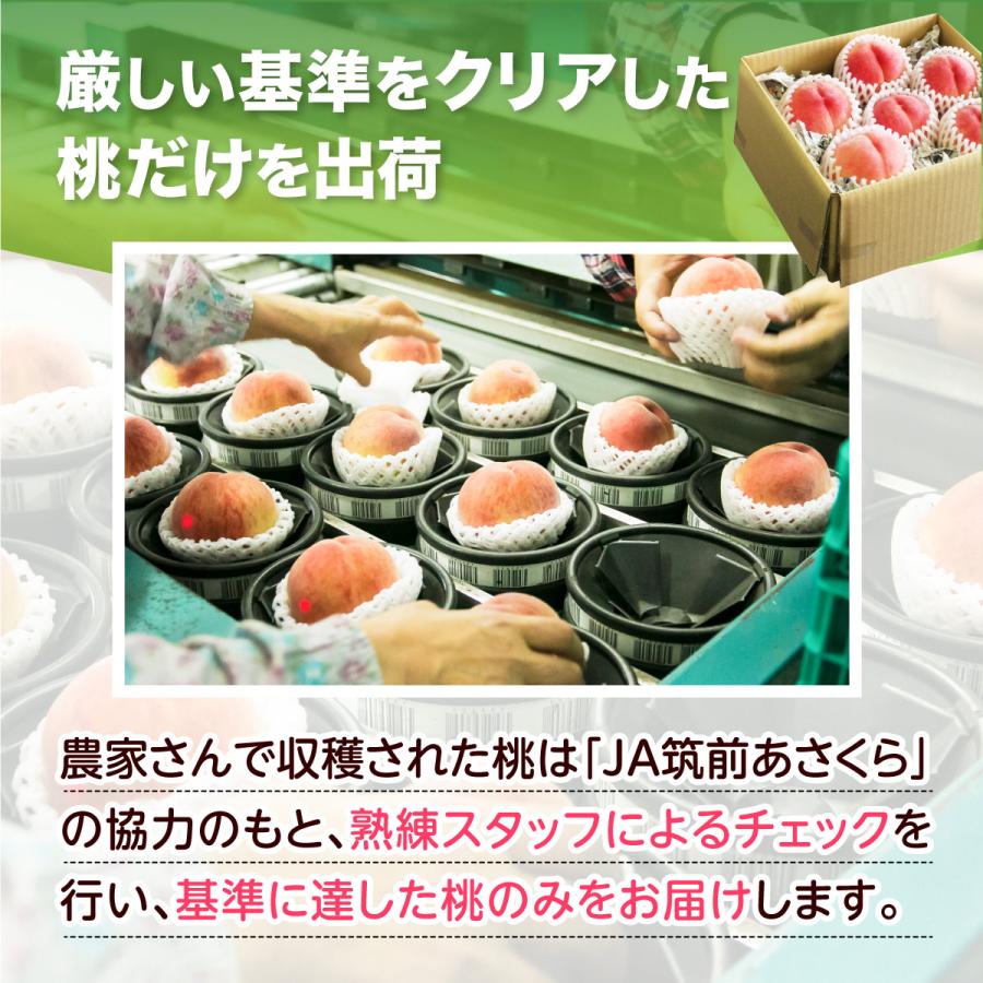桃 福岡 白桃 送料無料 あさくらの桃 3箱 1箱あたり約1.5kg(5〜7玉) あかつき なつおとめ 九州 お取り寄せ 産地直送 果物 ご自宅用 まるかじり九州の画像