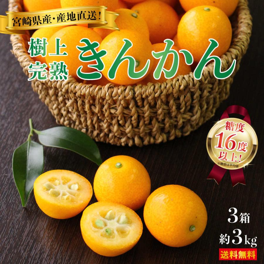 ＼終了間近！4/3(水)まで！／ 【送料無料】宮崎県産 きんかん 樹上完熟 金柑 うめっちゃが 3箱 (約3kg)  大玉 ２L 甘い 糖度16度以上 大粒｜marukajiri-kyushu