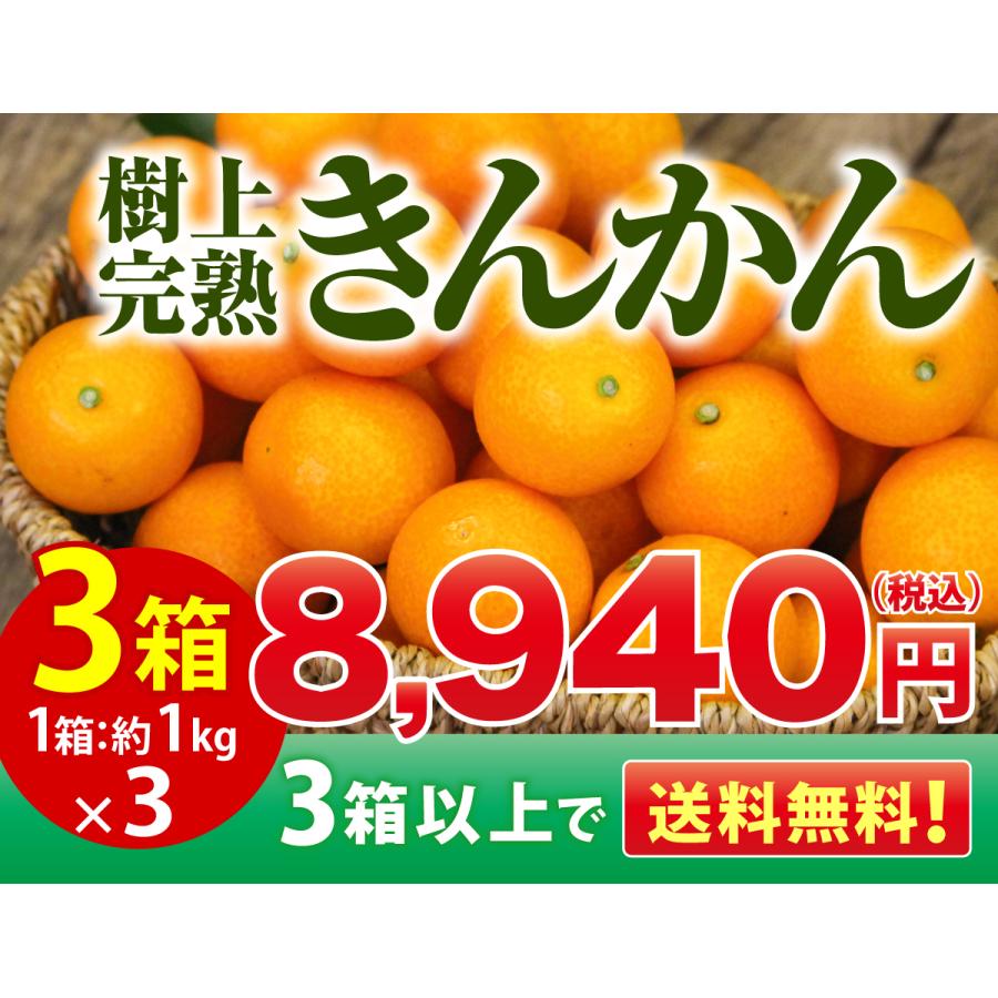 ＼終了間近！4/3(水)まで！／ 【送料無料】宮崎県産 きんかん 樹上完熟 金柑 うめっちゃが 3箱 (約3kg)  大玉 ２L 甘い 糖度16度以上 大粒｜marukajiri-kyushu｜02