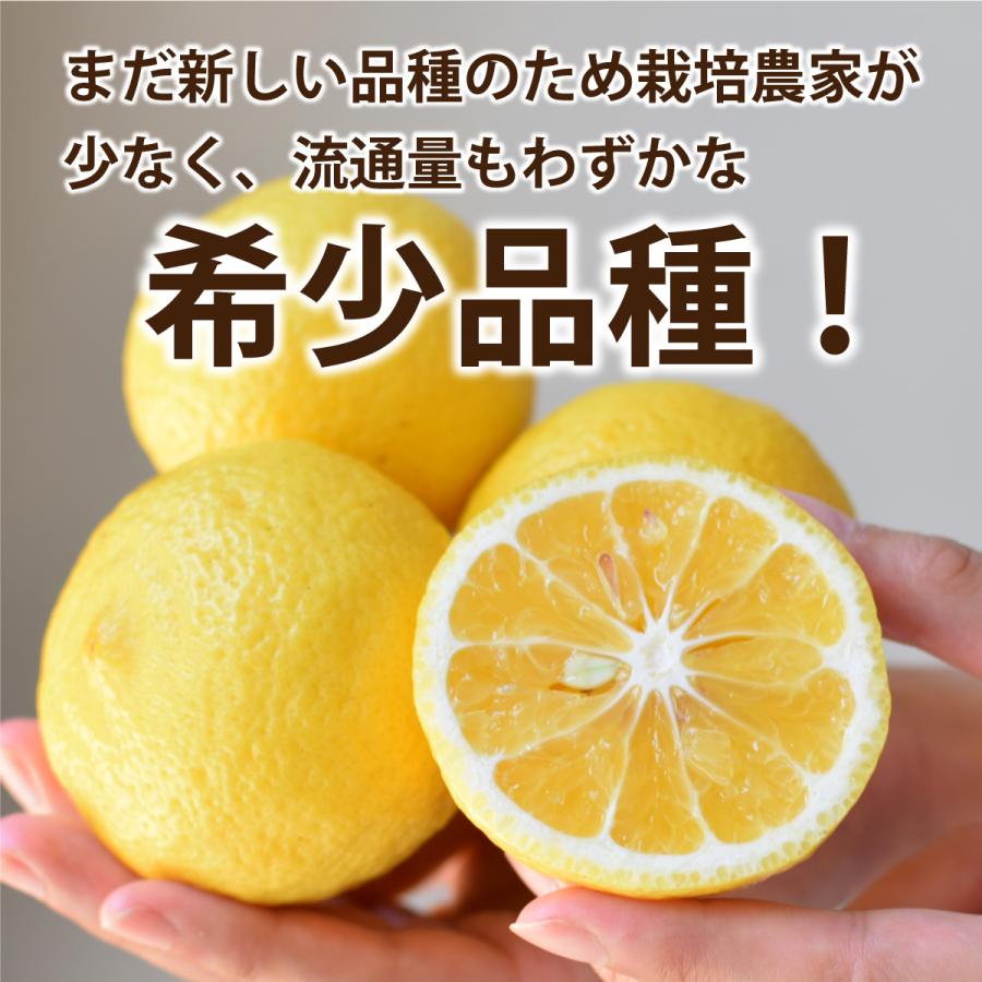 まるかじり九州 はるか みかん 佐賀 完熟はるか 3箱 1箱あたり約2kg(9