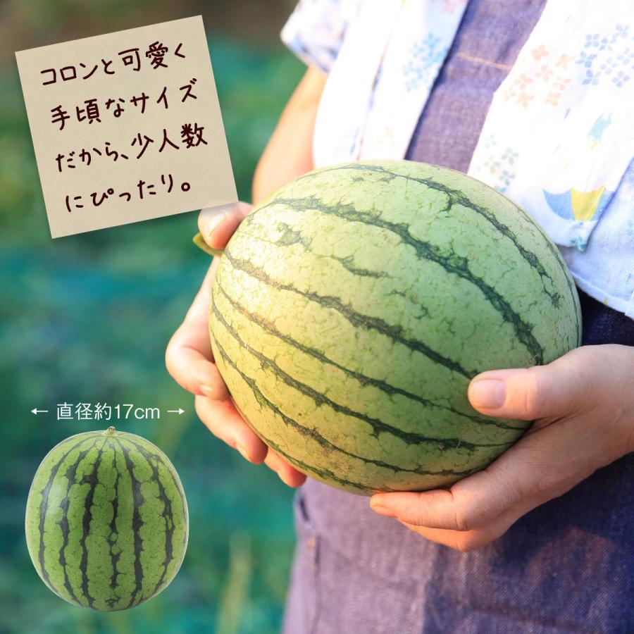 注目ブランド スイカ 小玉すいか 熊本県産 すいか ひとりじめ 小玉スイカ ３玉 約2kg 3玉 4玉以上 送料無料 完熟 熊本 プレゼント 贈答 おすすめ 人気 Wantannas Go Id