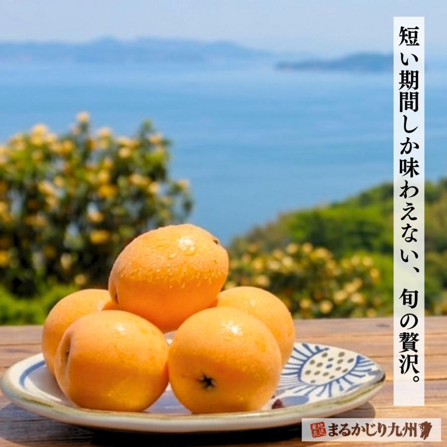 まるかじり九州 びわ 枇杷 長崎 大玉 3箱セット 1箱あたり約500g (9玉