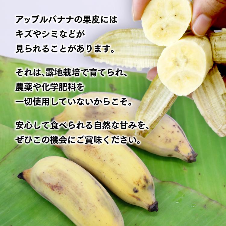 アップルバナナ 沖縄 3箱セット 1箱あたり約1kg(6〜20本) バナナ