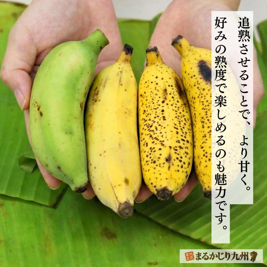 アップルバナナ 沖縄 3箱セット 1箱あたり約1kg(6〜20本) バナナ