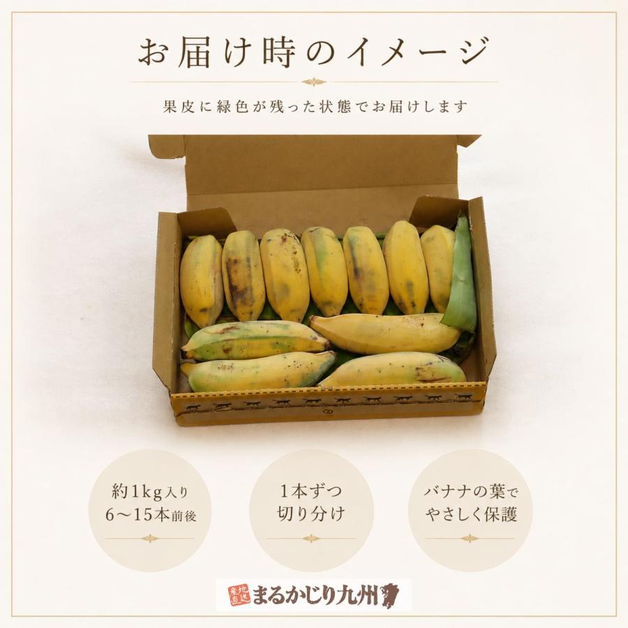 アップルバナナ 3本セット アップルバナナ 沖縄 3箱セット 1箱あたり約1kg(6〜20本) バナナ
