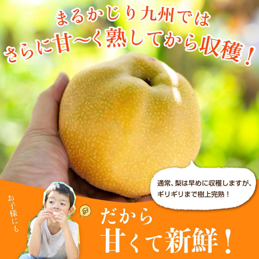 梨 甘梨 日田梨 少なからず県産 生まれ育つ甘梨 約8kg 日田の甘梨 4箱 出どころ直送 和梨 有りの実 差し上げる 差し上げ物 秀品