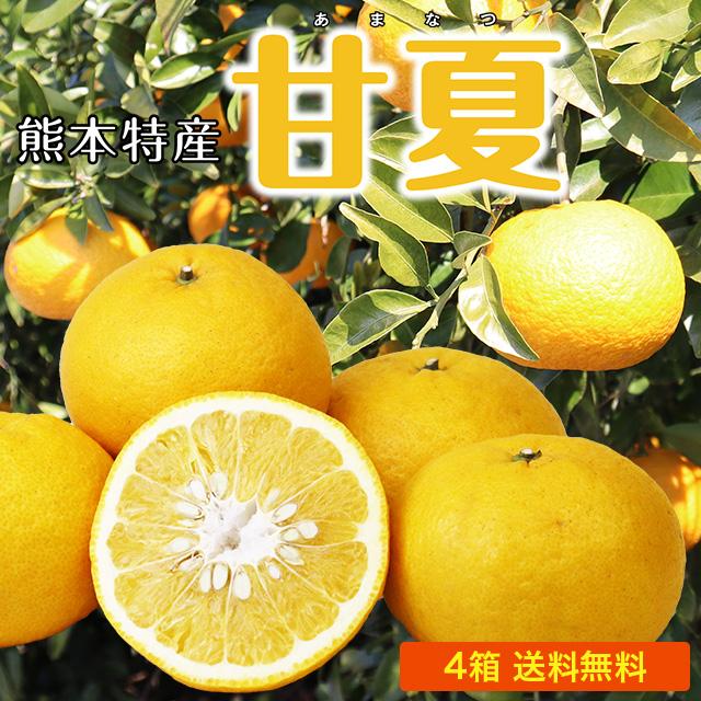 まるかじり九州 みかん 甘夏 熊本 送料無料 4箱セット 1箱あたり約2kg