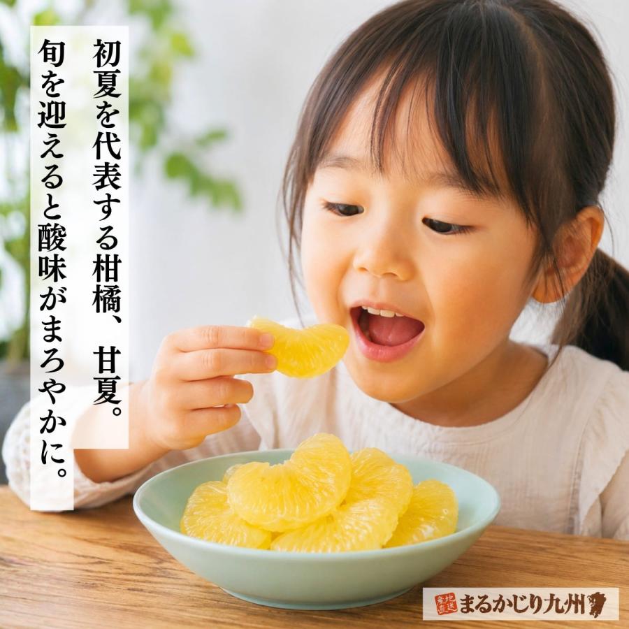 まるかじり九州 みかん 甘夏 熊本 4箱セット 1箱あたり約2kg(5〜7玉