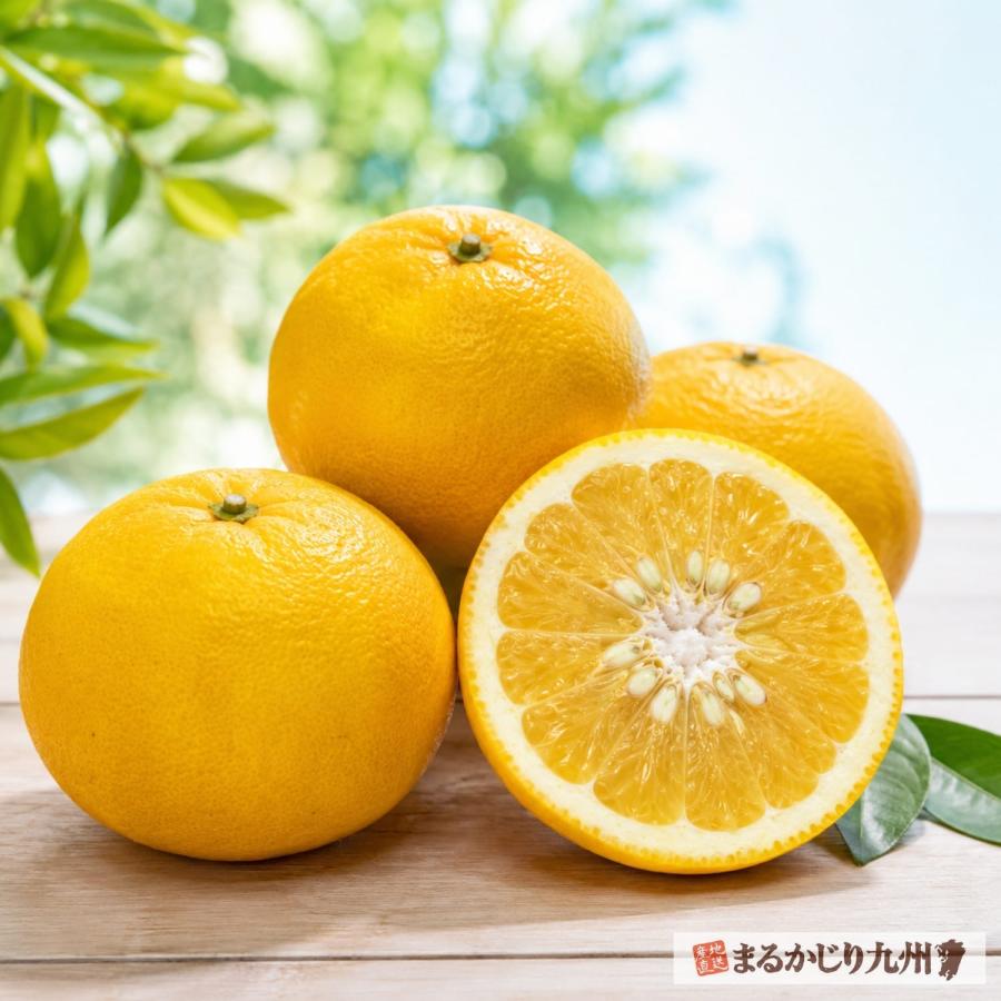 まるかじり九州 みかん 甘夏 熊本 4箱セット 1箱あたり約2kg(5〜7玉