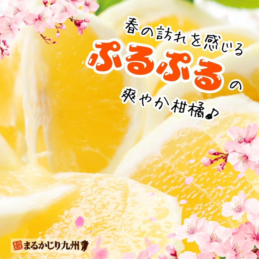 まるかじり九州 日向夏 宮崎 送料無料 5箱セット 1箱あたり約1kg(6〜10