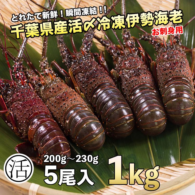 伊勢海老1kg 0g 5尾 活〆お刺身用冷凍 送料無料 5種類のカラーレシピ 保存方法付 動きませんのでラクラク調理 Iseebi 0 05 マルカツ市場 御宿活魚 ヤフー店 通販 Yahoo ショッピング