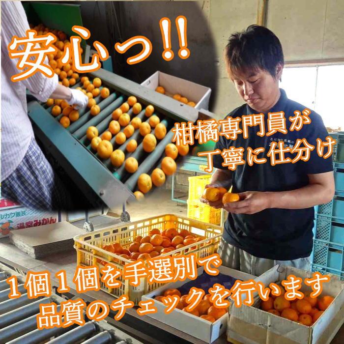 ハウスみかん 温室みかん お中元 甘い 送料無料 ギフト 高級