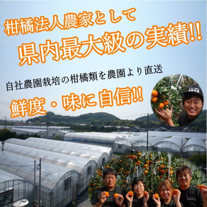 ハウスみかん お中元 甘い 送料無料 ギフト 高級 贈答 農家直送 新鮮 濃厚 (04) 蜜ツ星 みつぼし 黒の化粧箱(中) Ｍサイズ 秀品 １２玉 |  | 07