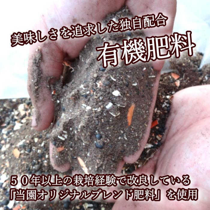 ハウスみかん お中元 甘い 送料無料 ギフト 高級 贈答 農家直送 新鮮 濃厚 (04) 蜜ツ星 みつぼし 黒の化粧箱(中) Ｍサイズ 秀品 １２玉 |  | 08