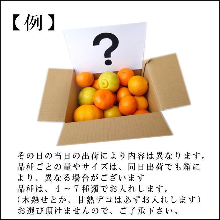 みかん 不知火 せとか はるか はるひ 津之輝 たまみ 津之望 寿太郎 完熟 甘い 送料無料 家庭用 (999) お楽しみかん サイズ混合 家庭用 約2.25kg入｜marukawa-engei-y｜05