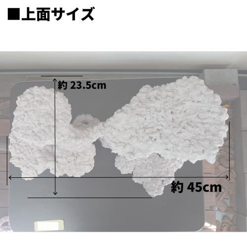 オリジナル 人工ライブロック サイズ：21.5cm (高)×45cm (横)× 23.5cm