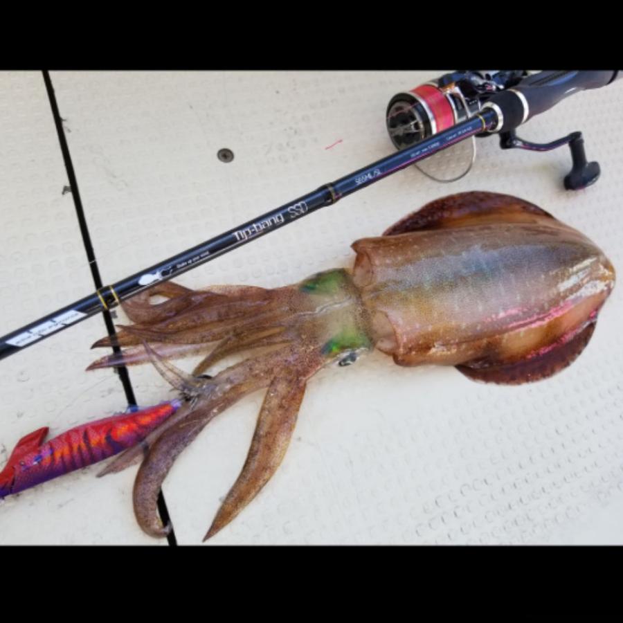 tailwalk ティップバン Tip-bang SSD S610M/SL-DEEP ティッ