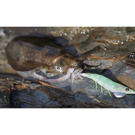 DUEL（デュエル） EZ-Q ダートマスター 3.5号05 KOMO エギ : つり具の