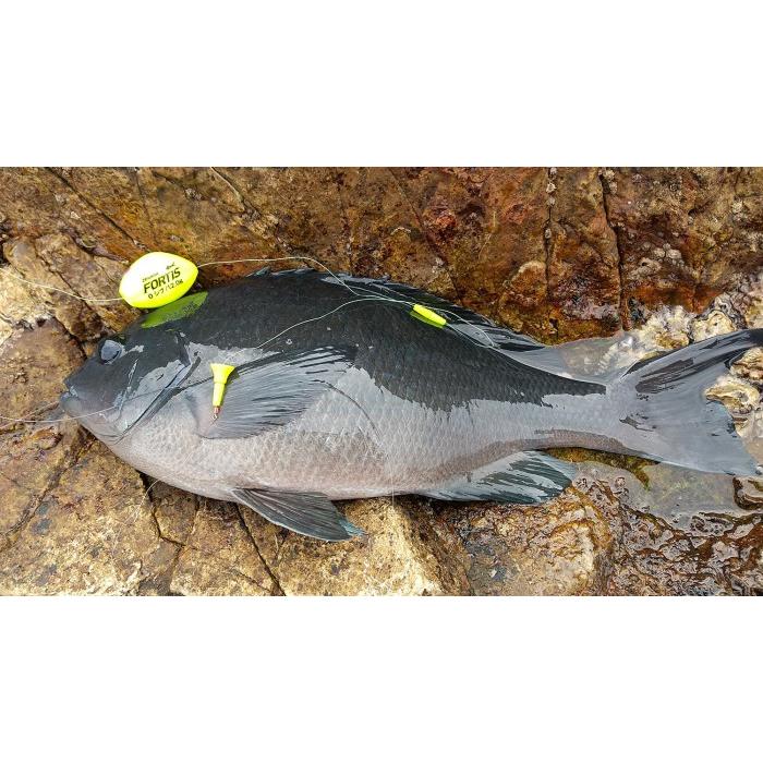 kizakura キザクラ ZENSOH FORTIS フォルティス ウキ 全層