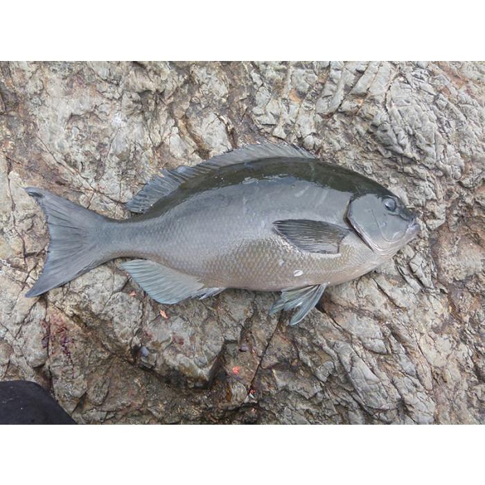 kizakura（キザクラ） D.SUSII 単体 ウキ 磯釣り フカセ釣り グレ