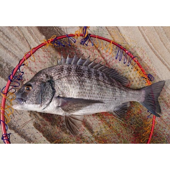 kizakura（キザクラ） 黒魂DET ウキ 磯釣り フカセ釣り チヌ クロダイ