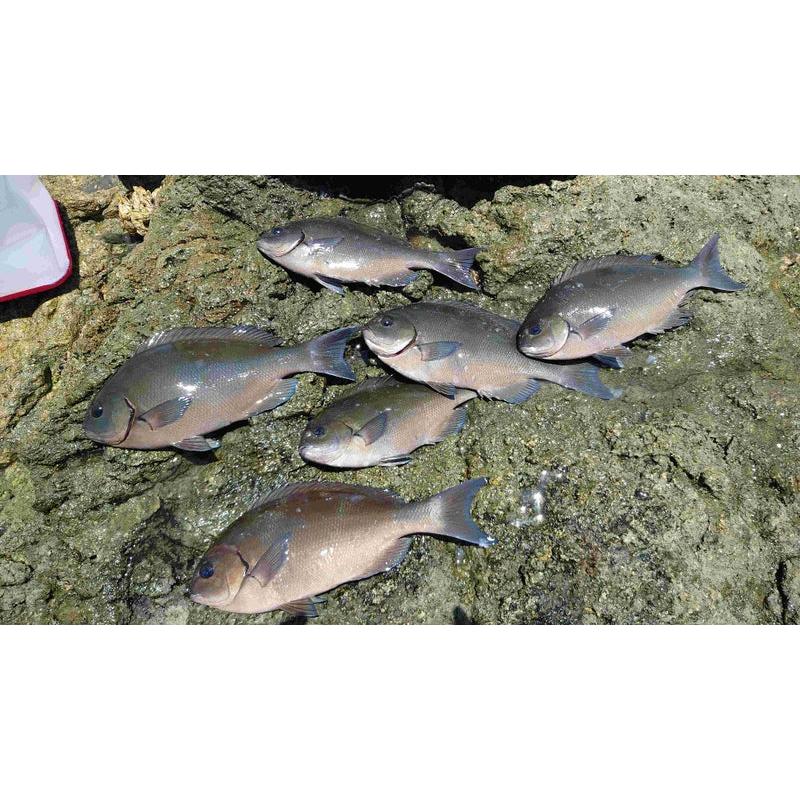 TSURIKEN（釣研） ネオセレクト L ウキ 磯釣り グレ メジナ クロ チヌ