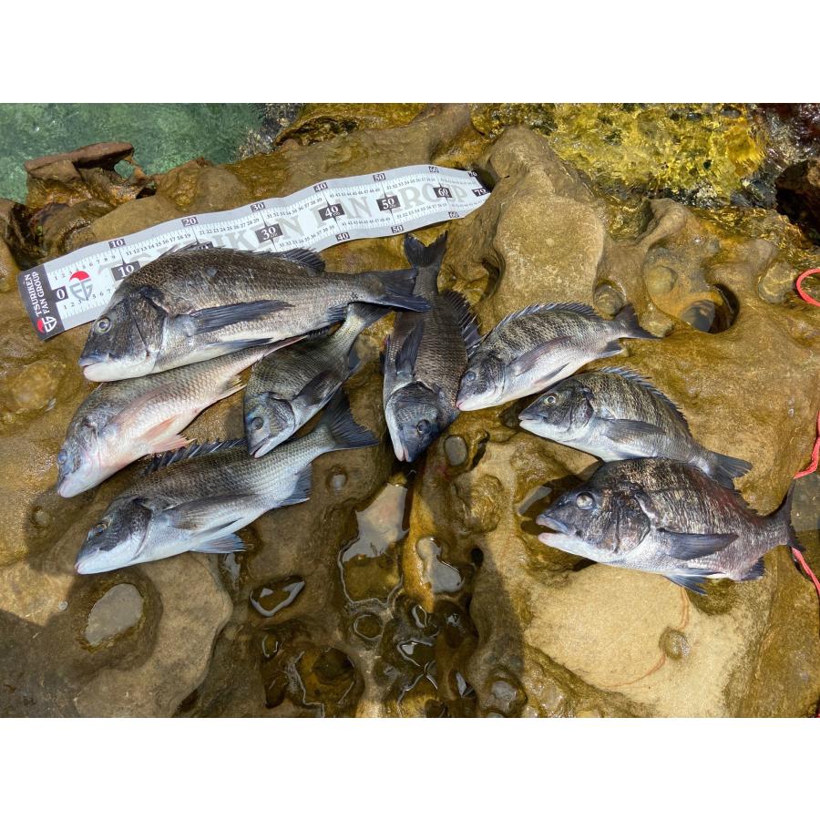 TSURIKEN（釣研） 瞬黒 ウキ チヌ クロダイ 磯釣り フカセ釣り 釣り