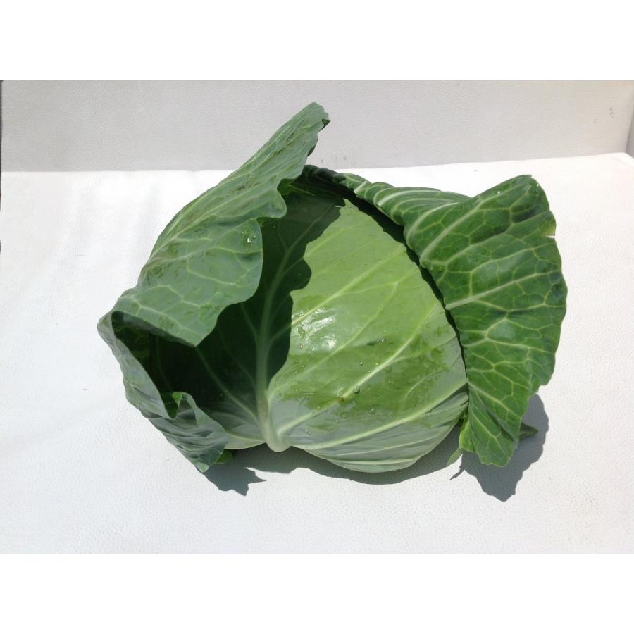 業務用千切りキャベツ1kg : ハーブ・野菜マルキチ - 通販 - Yahoo