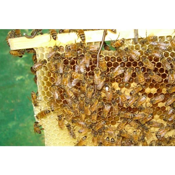 いろは丸　　西洋蜜蜂巣箱 いろは丸 西洋蜜蜂巣箱 西洋蜜蜂巣箱