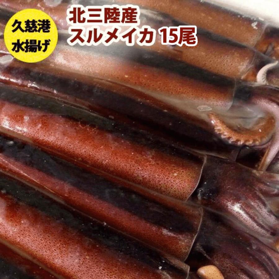 送料無料 鮮度超抜群 スルメイカ 冷凍 15尾入り(約4.5kg〜約5.5kg
