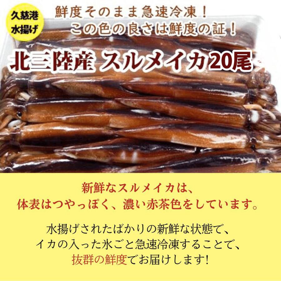 送料無料 鮮度超抜群 スルメイカ 冷凍 20尾入り(約4.5kg〜約5.5kg