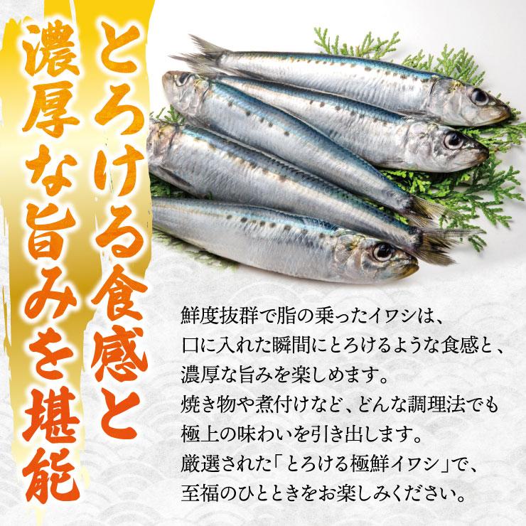 送料無料 三陸産 冷凍 とろける極鮮イワシ 5kg（1匹あたり100g以上
