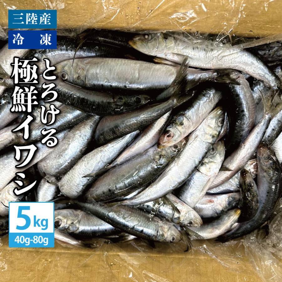 送料無料 三陸産 冷凍 とろける極鮮イワシ 5kg（1匹あたり40g〜80g