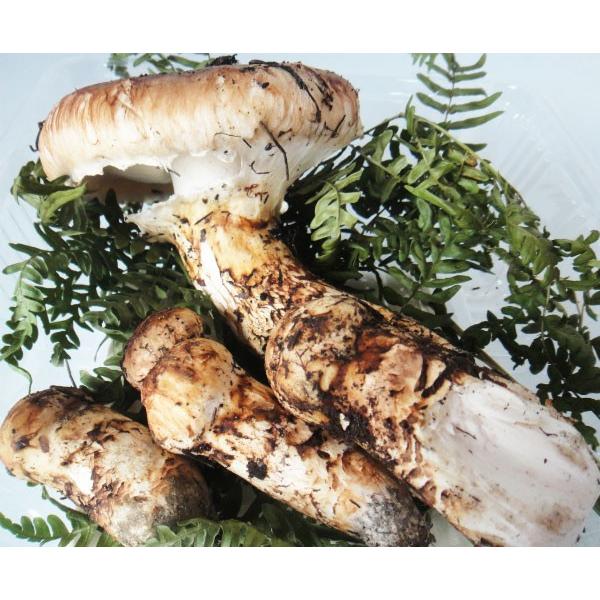 販売終了まで残りあとわずか 松茸 まつたけ 岩手産 国産松茸200g 販売終了まで残りあとわずか 松茸 まつたけ 岩手産 国産松茸200g