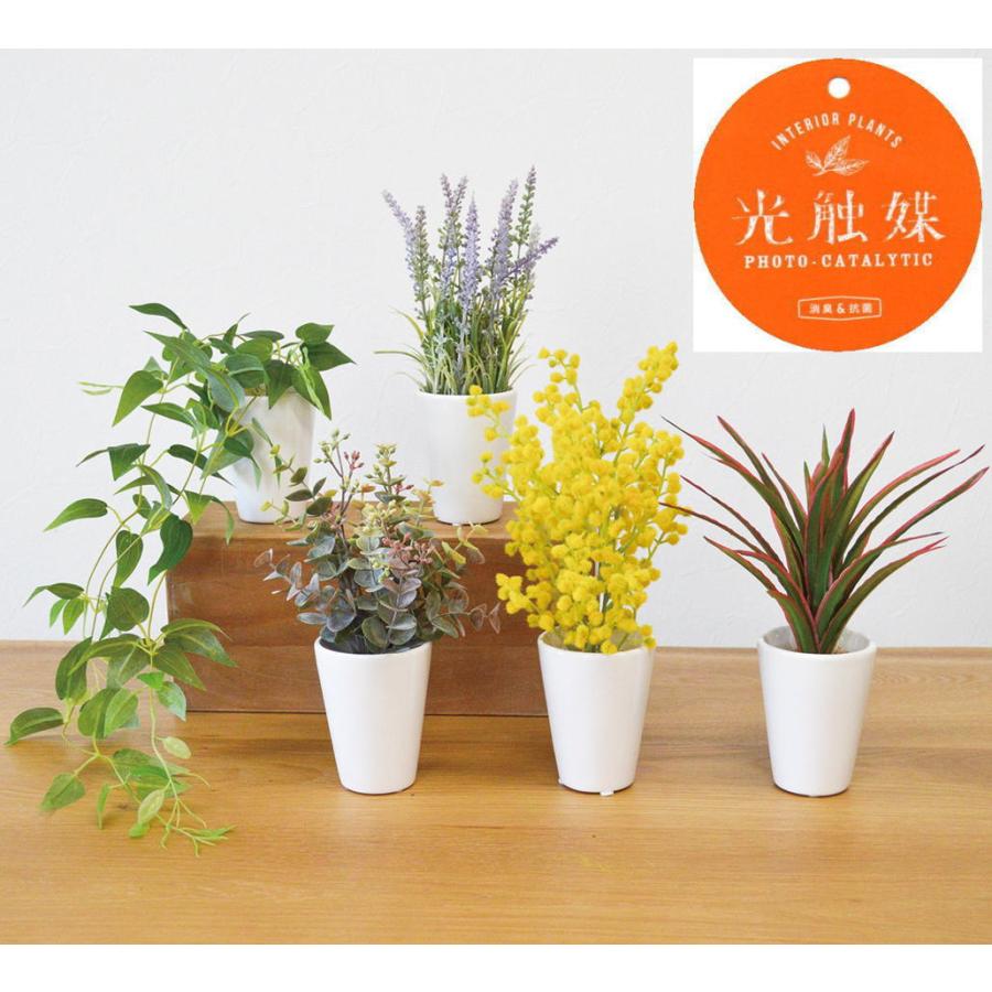 送料無料 光触媒インテリアグリーン SRポット : しれとこ本舗 - 通販