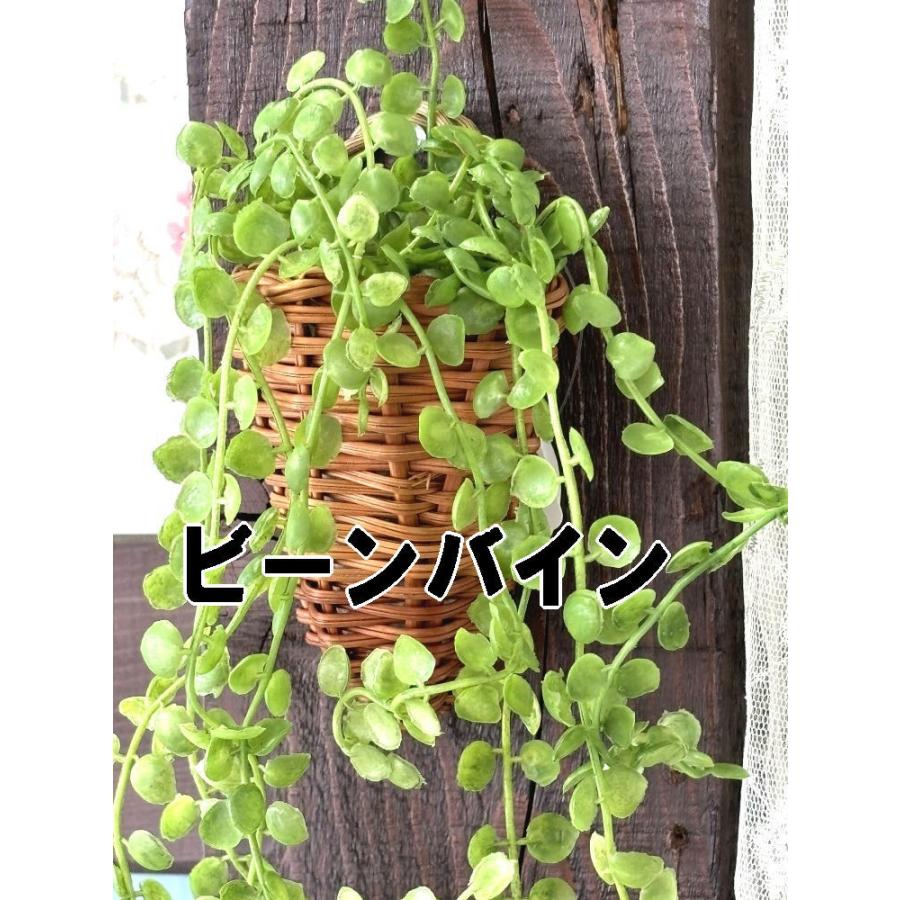 壁に掛けれる 観葉植物 光触媒加工 アイビー クレマチス 壁に掛けれる 観葉植物 光触媒加工 アイビー クレマチス