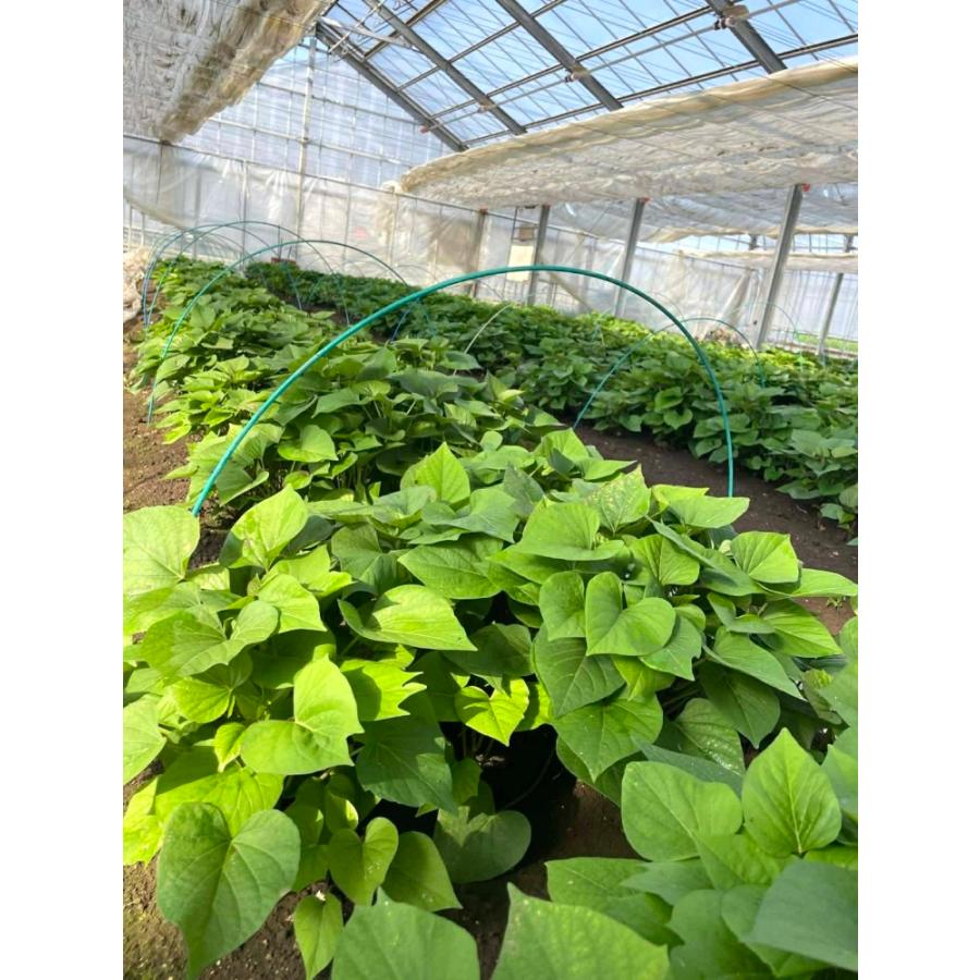 送料無料 さつまいも苗 50本 紅はるか 埼玉から発送 べにはるか 切苗
