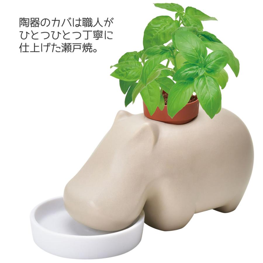 観葉植物 栽培キット 室内 ミニプランター インテリアグリーン 園芸