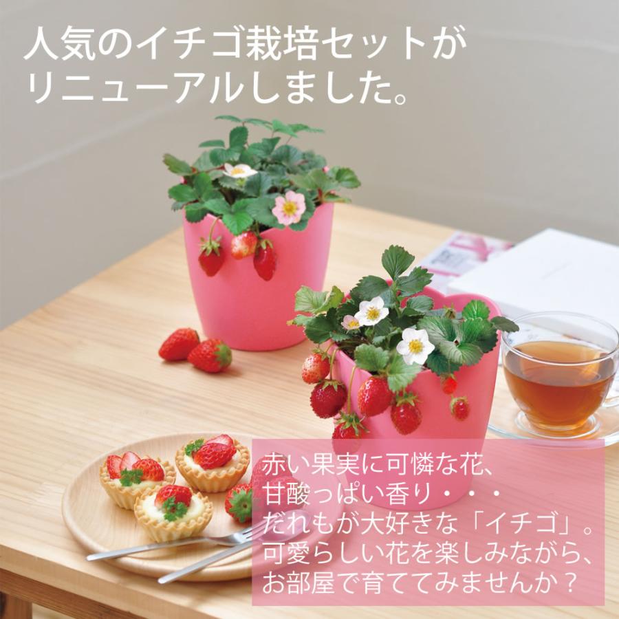 栽培セット 栽培キット おうち菜園 室内 野菜 家庭菜園 初心者向け