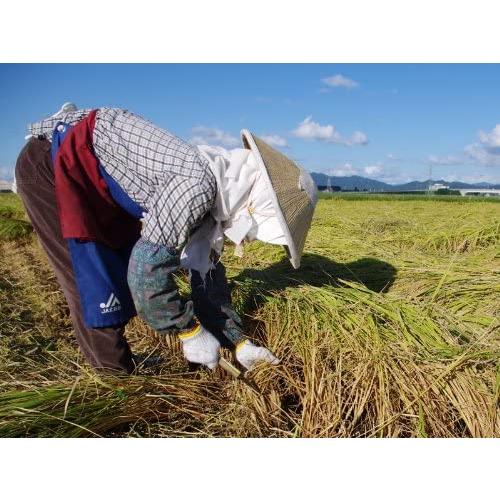 最新コレックション 災害見舞いのお返し新潟産コシヒカリ 300g 2合 50袋セット Maruショップ 通販 Yahoo ショッピング 保証書付 Thrillbicycle Com