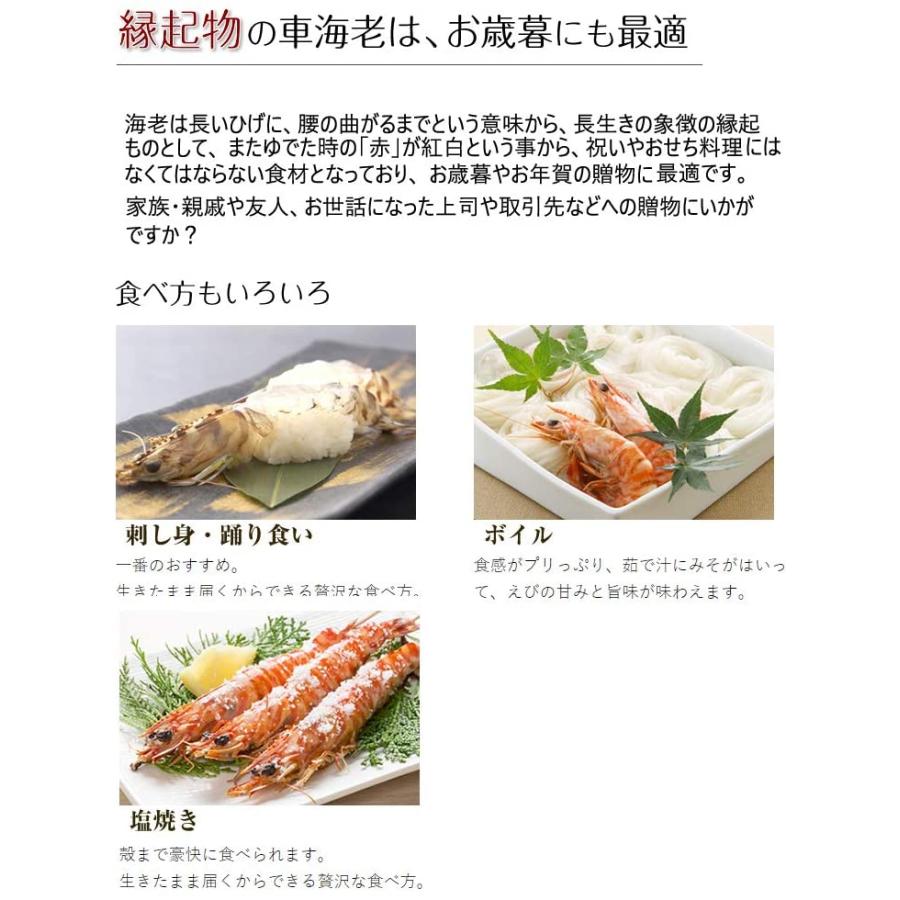 正規激安 還元活〆車えび 生食用 M 14センチ前後 250g 4p エナジック車海老養殖場 急速冷凍で鮮度抜群 生食でお召し上がりいただけます 最高の Zoetalentsolutions Com